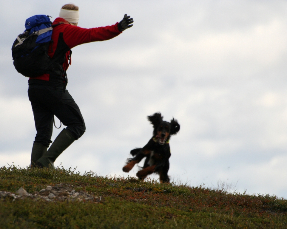 Individuell hund-coaching för dig och din hund