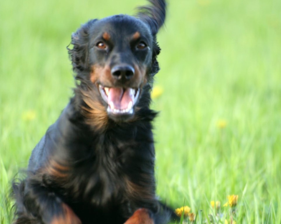 Markusfjellets efo Cherie