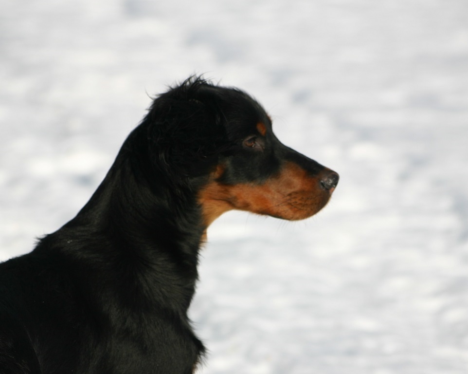 Jena Jimbalayas Jena Gordonsetter