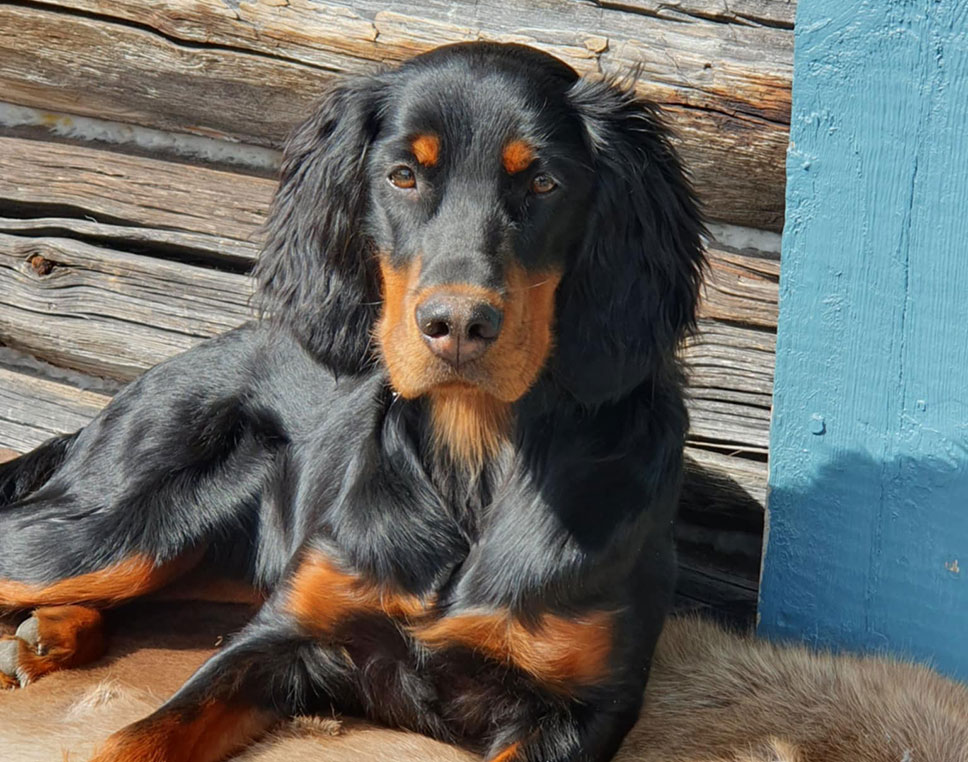 Härjedalsguidernas JS Minou