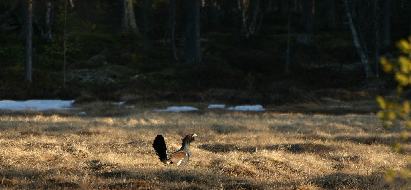 Hunt for capercaillie